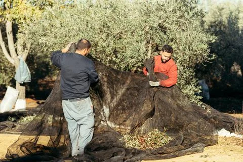 Two workers lifting a net to pile up the olives contained therein Stock Photos