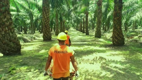Two Workers Manually Transporting Oil Palm Fruit Bunches with Wheelbarrows Stockbeeldmateriaal 330092194