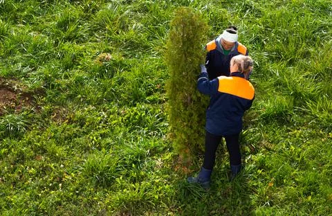 Two workers planting a tree together, planting arborvitae Stock Photos