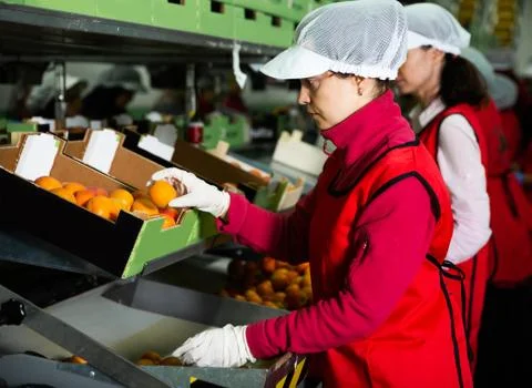 Two workers in process of sorting and packaging apricots Stock Photos