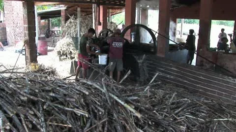 Two Workers Processing Sugar Cane 2 Video stock 19024885