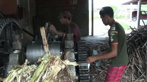 Two Workers Processing Sugar Cane 3 스톡 동영상 19025818