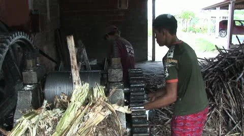 Two Workers Processing Sugar Cane 스톡 동영상 19030770