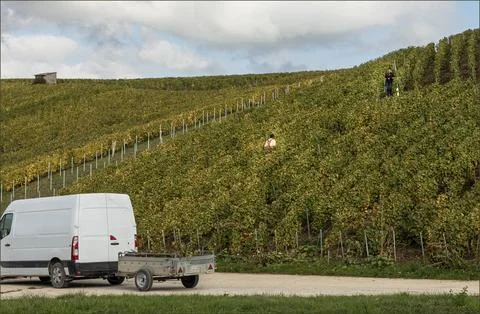 Two workers pruning the vines and tidying the vineyard Stock Photos
