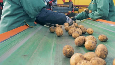 Two workers sort potatoes on a factory conveyor, close up. Video stock 102320872