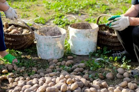 Two workers sort potatoes outside. Farmer harvesting potato in the farmland.. Stock-Fotos