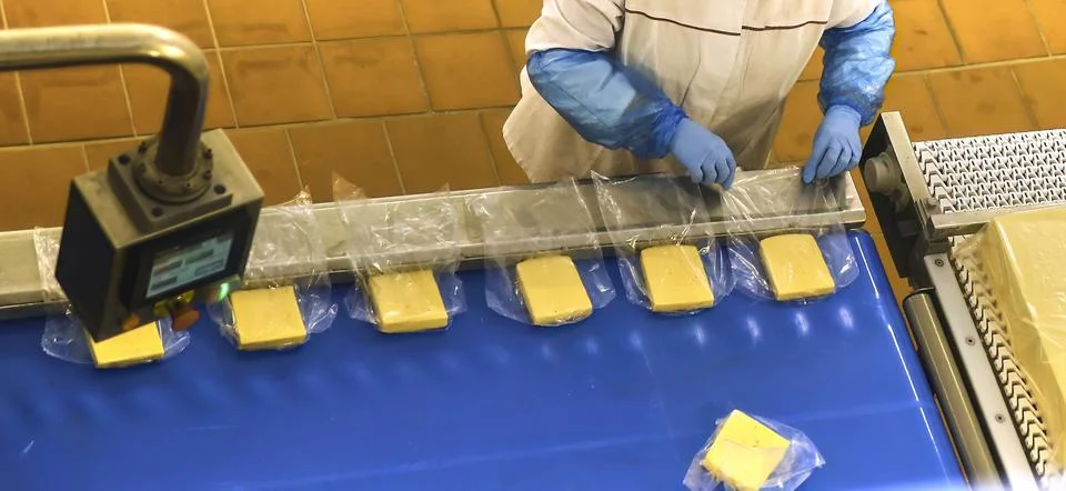 Two workers start making blocks of cheese in a factory. Stock Photos