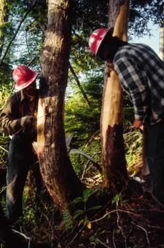 Two workers stripping bark from a Yew Foto stock