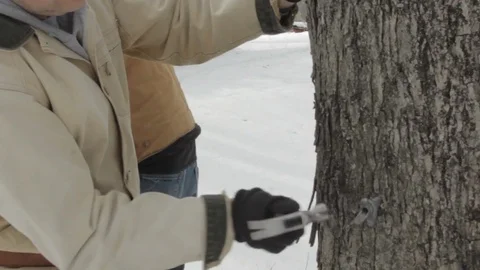 Two Workers Tap Tree With Bag To collect sap for maple sugar With Audio Stock Footage 124822528