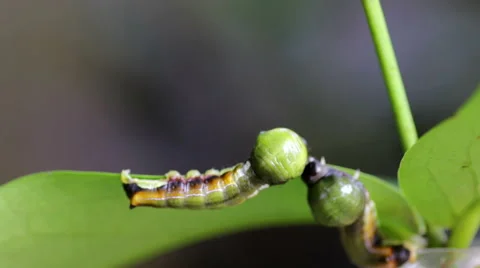 Two worm Stock Footage 60406612