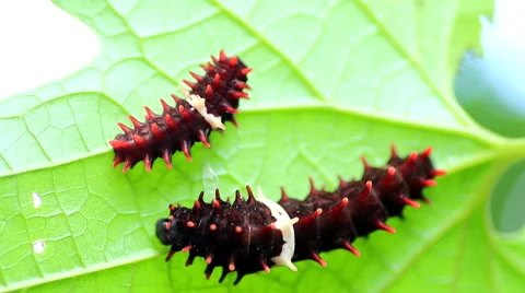 Two worm  Stock Footage 60406713