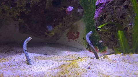 Two wormfish underwater Stock Footage 273228705