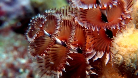 Two X-Mas Tree Worm-Spirobranchus giganteus (170) Stock Footage 93664837
