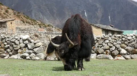 Two Yak eating grass Stock Footage 24635910