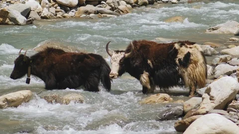Two yaks stand in mountain river stream water among boulders and stones Stock Footage 127080666