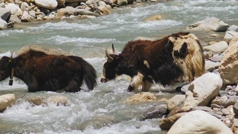 Two yaks wade through water stream at mountain river, yak slide on wet stone Stock Footage 127081588