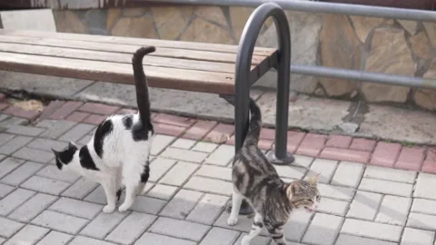 Two yard cats on the street Stock Footage 232360695