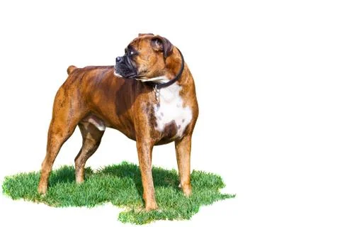 Two year old boxer Foto stock