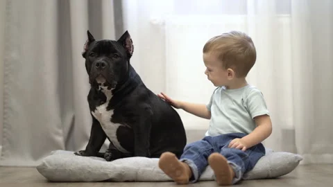Two-year-old boy sits on the floor and strokes his pet american bully Stock Footage 255606992