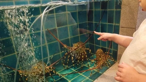 Two-year-old child examines lobsters are in the aquarium near the seafood restau Stock Footage 106284795