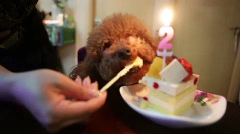 A two-year-old Poodle enjoys her birthday cake during a celebration Stock Footage 36143703
