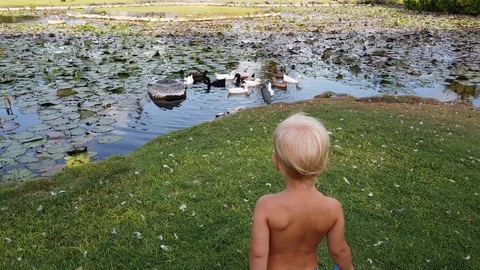 Two-year-old tanned boy with white hair looking at the lake with ducks  Stock Footage 109138092
