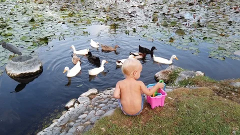 Two-year-old tanned boy with white hair looking at the lake with ducks  스톡 동영상 109138258