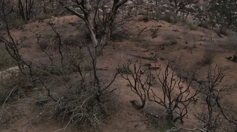 Two Years After the Burn Stock Footage 50546793