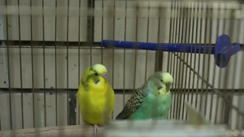 Two yellow and blue colored budgerigars parrots in cage. Video stock 155654411