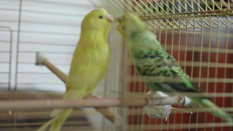 Two Yellow and Green Budgerigars Sitting in a Cage Close Up 動画素材 340481328