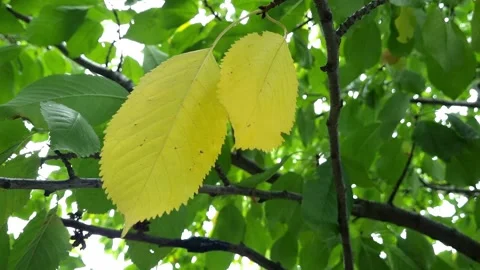 Two Yellow And Many Green Leaves On Tree Branches Stock Footage 284145655