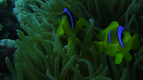 Two Yellow And White Clown Fish Hide In Corals And Watch Curiously 4K Stock Footage 68035906