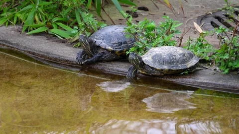 Two yellow-bellied slider turtles basking by the water Stock Footage 329663366