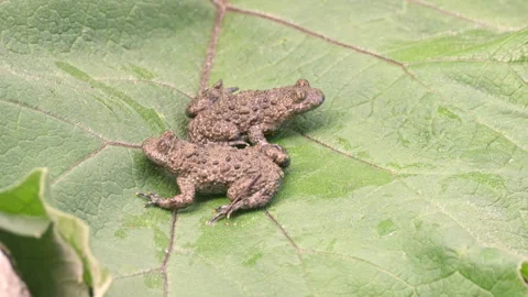 Two yellow-bellied toads on a large leaf Stock Footage 276242165