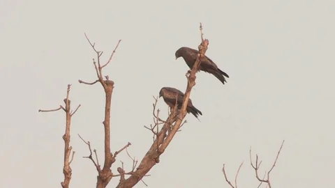 Two yellow-billed kites sitting in a dead tree Video stock 84713476