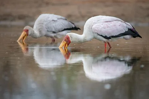 Two yellow billed storks, Mycteria ibis, fishes for frogs Stock Photos
