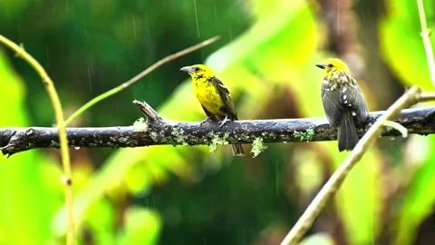 Two yellow birds perched on mossy branch during tropical rain shower. Stock-Footage 341131546