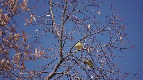 Two yellow birds singing in the branches of an autumn tree Stock Footage 132116993