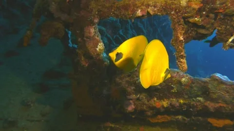 Two yellow butterfly fish in sunken ship, red sea 스톡 동영상 11114755