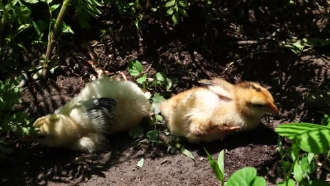 Two yellow chicken chicks lie in the shade of greenery Stock Footage 202639863