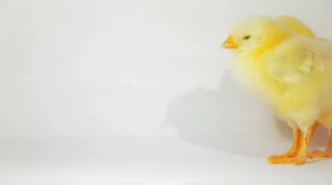 Two yellow chicken HD 720p Stock Footage 21439685