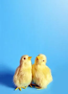 Two yellow chicks on a blue background. Stock Photos