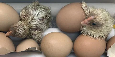 Two yellow chicks hatched in an incubator together Stock Photos