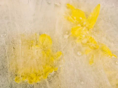 Two yellow chrysanthemums on ice Stock Photos