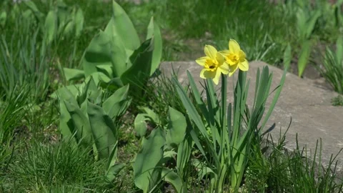 Two yellow colored daffodils growing on garden bed Stock Footage 194040643