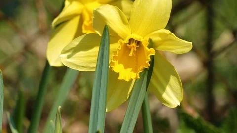 Two yellow daffodil flower sways in the wind 動画素材 122079192