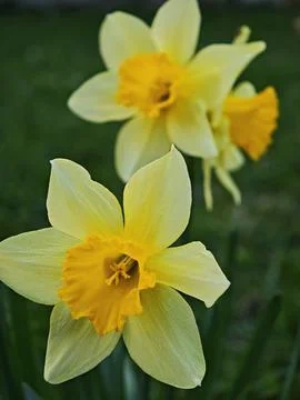 Two yellow daffodils blooming in spring Stock-Fotos