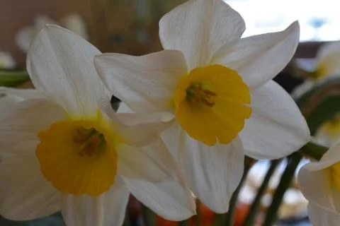 Two yellow daffodils 스톡 사진