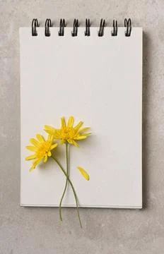 Two Yellow Daisy like flowers on a blank page of a spiral bound notebook. Fla Stock Photos