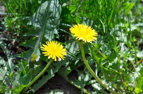 Two yellow dandelion flower Stock Photos